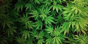 Khalifa Kush banner
