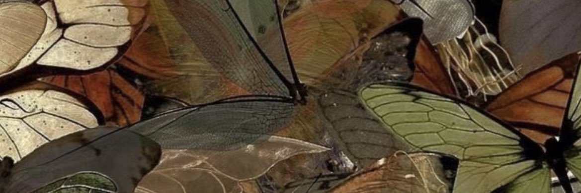 lilfairylexx's profile banner image