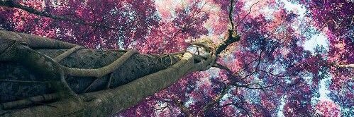 AleeVergara2's profile banner image