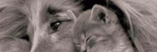 AdarvePeter's profile banner image