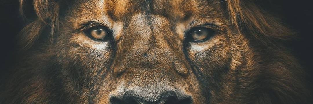 AlefeGuimer69's profile banner image