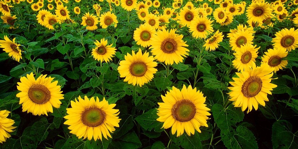 Casie Marie Girvin banner