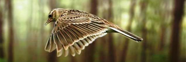 rafal_skylark's profile banner image