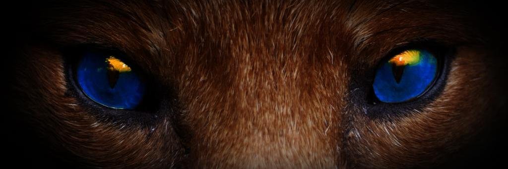 GazFox2's profile banner image