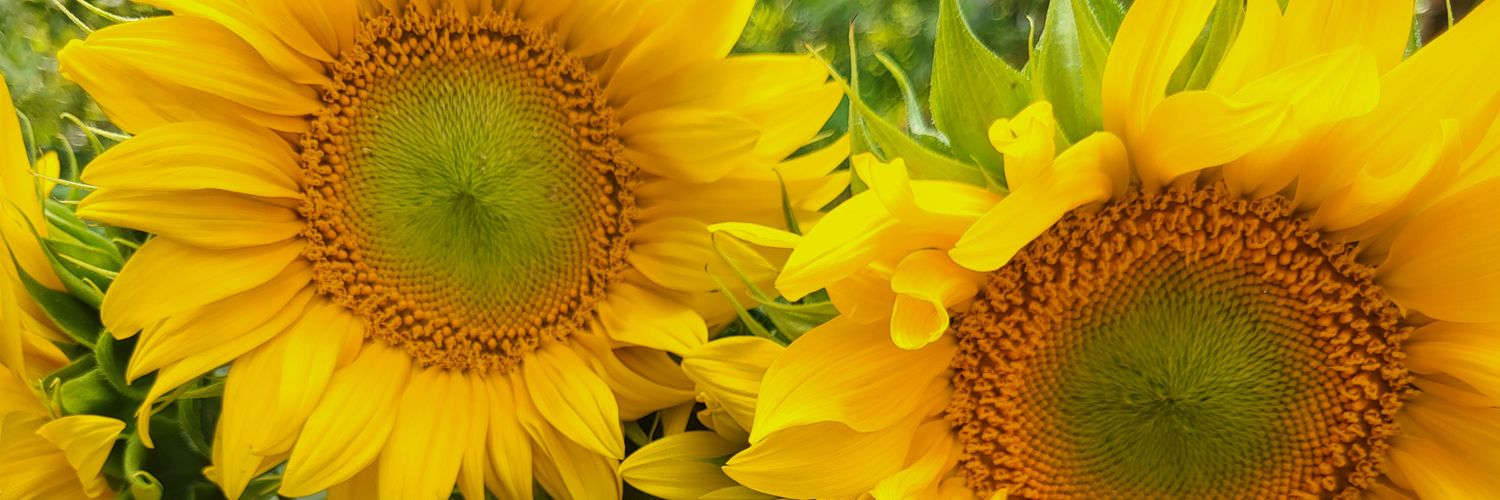 Mimma Lehtovaara 🇪🇺 🇺🇦 🌻 banner