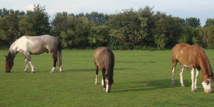 MoorFarmStables's profile banner image