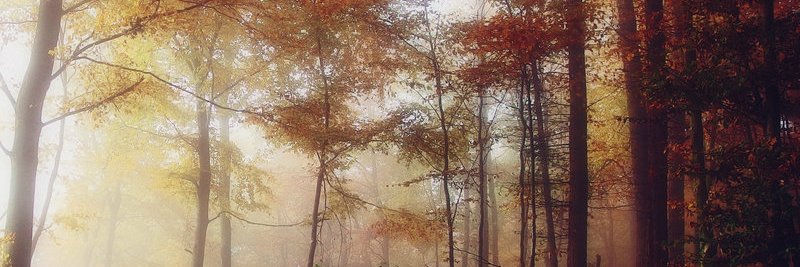 Leckreth's profile banner image