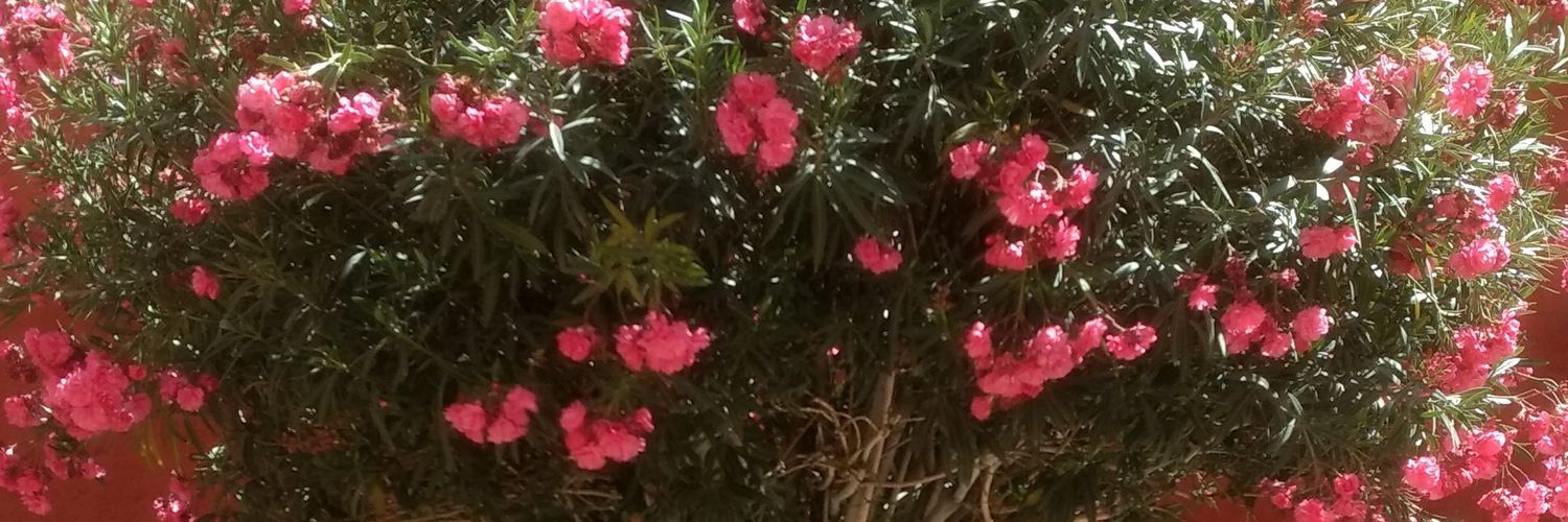 mariaeolive's profile banner image
