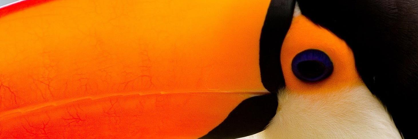 The Birdbassador banner