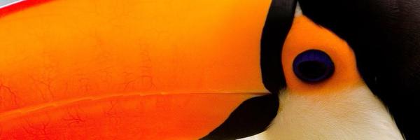 Birdbassador Profile Banner