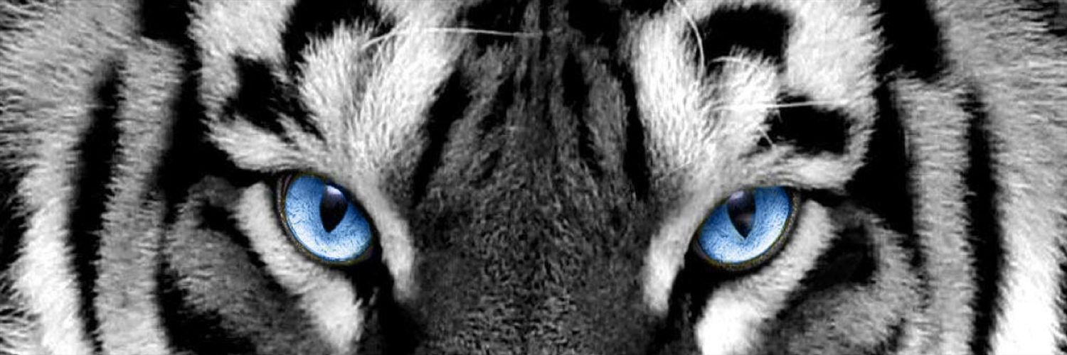 zanganetti17's profile banner image