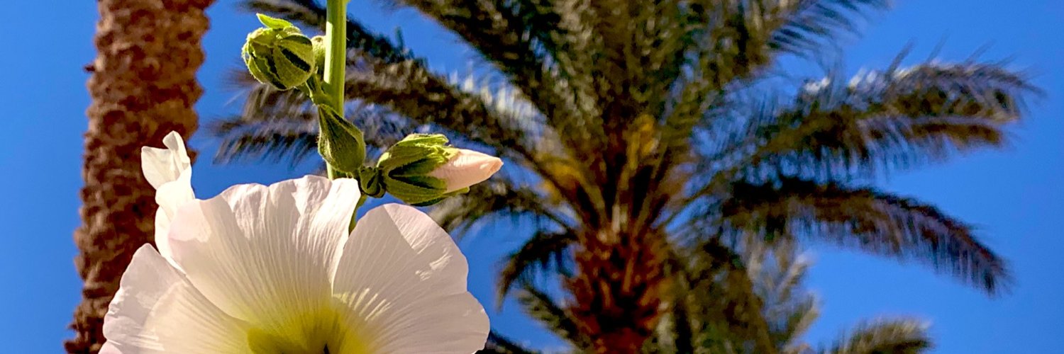 OzelMucahit's profile banner image