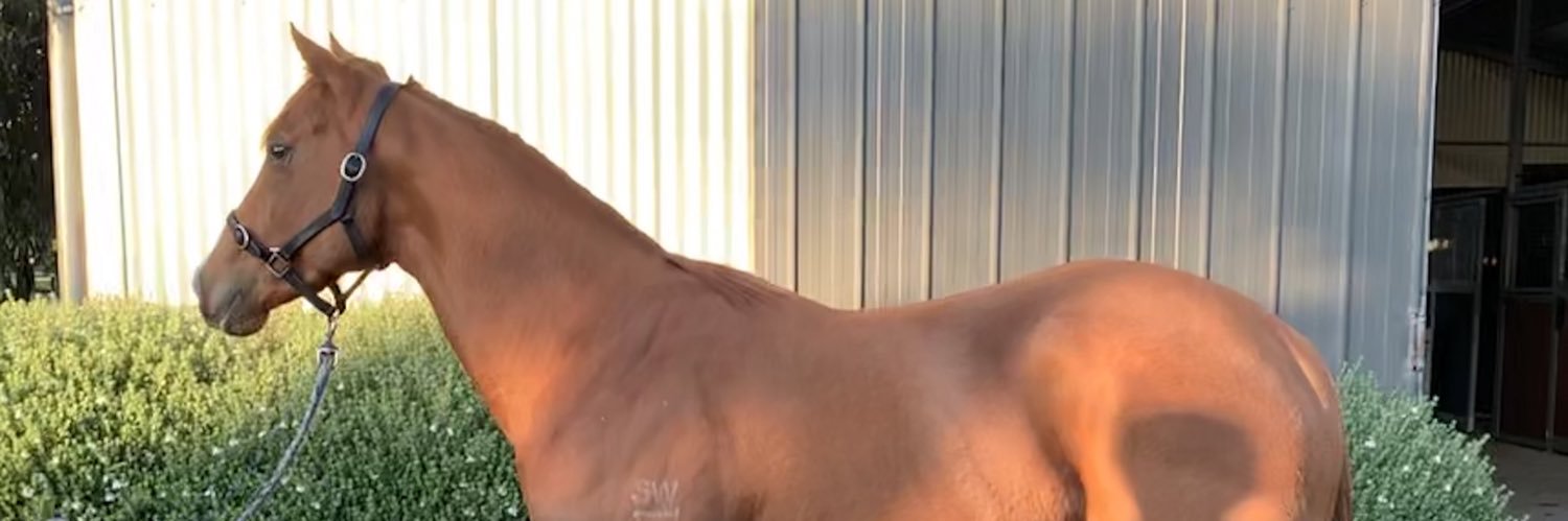 Scott WilliaⓂ️son banner