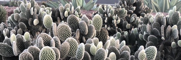 technelily Profile Banner