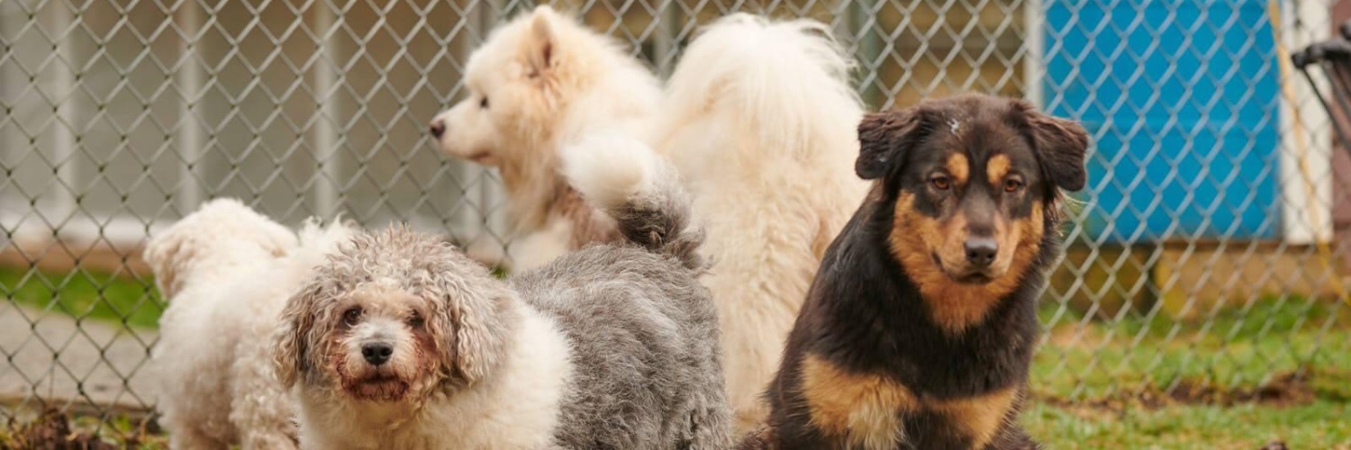 SAINTSrescue's profile banner image