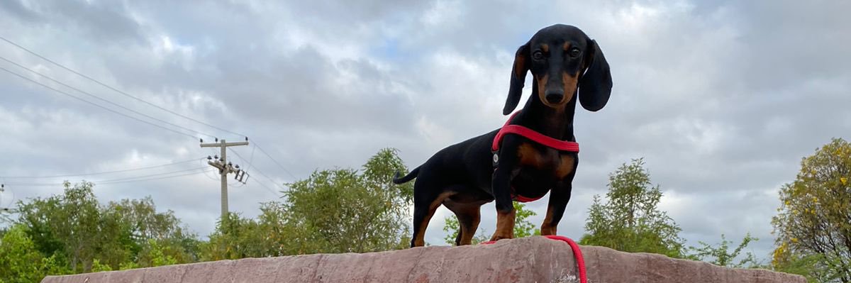 edu_leao9's profile banner image