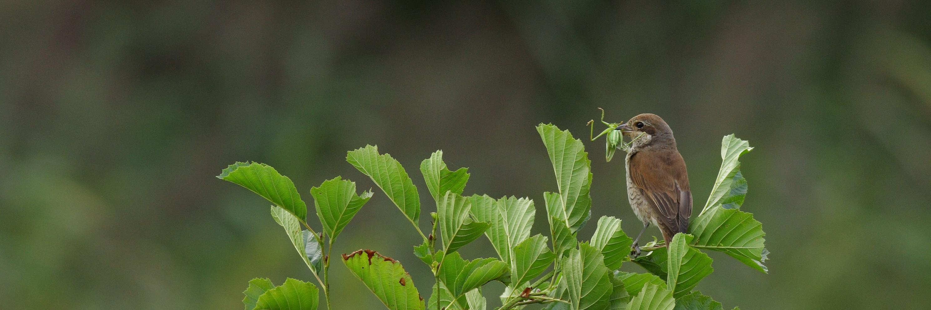 Anders Tøttrup banner