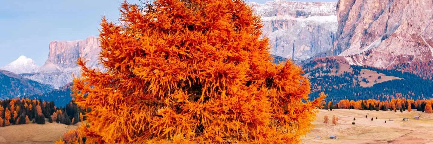 amara_saman's profile banner image