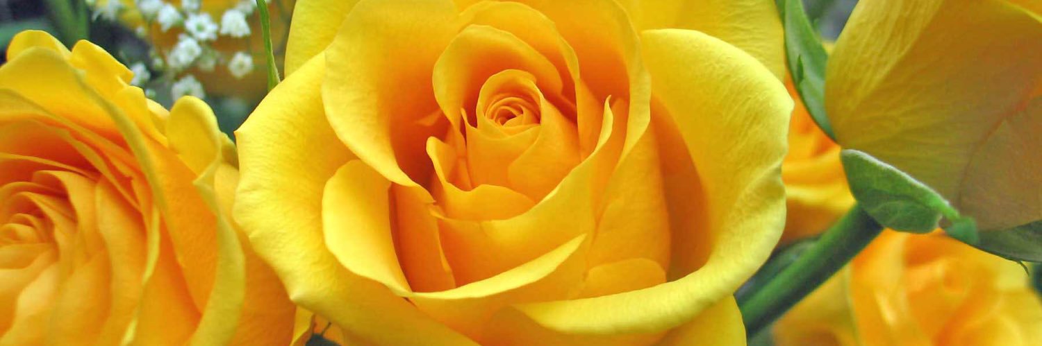 lynne_hemrick's profile banner image