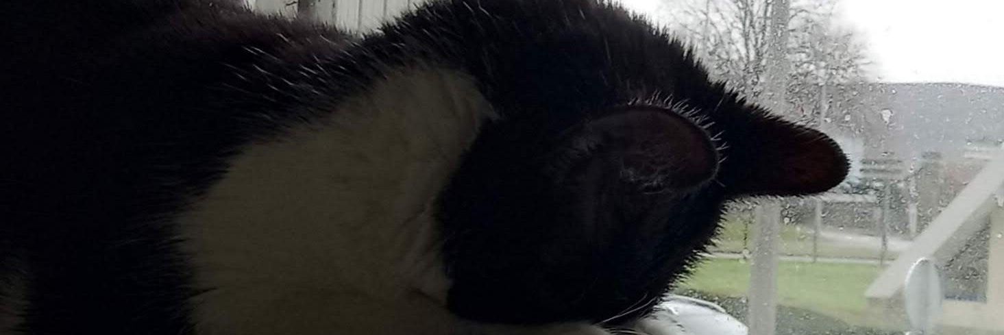 Furssax24's profile banner image