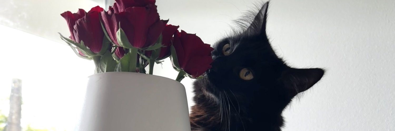 raphaellegdr's profile banner image