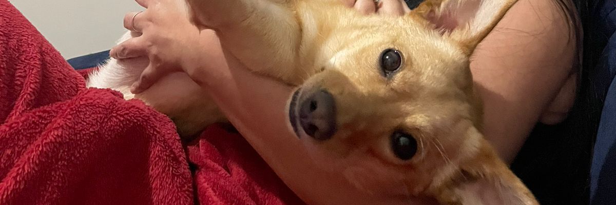 faiscadeluz's profile banner image