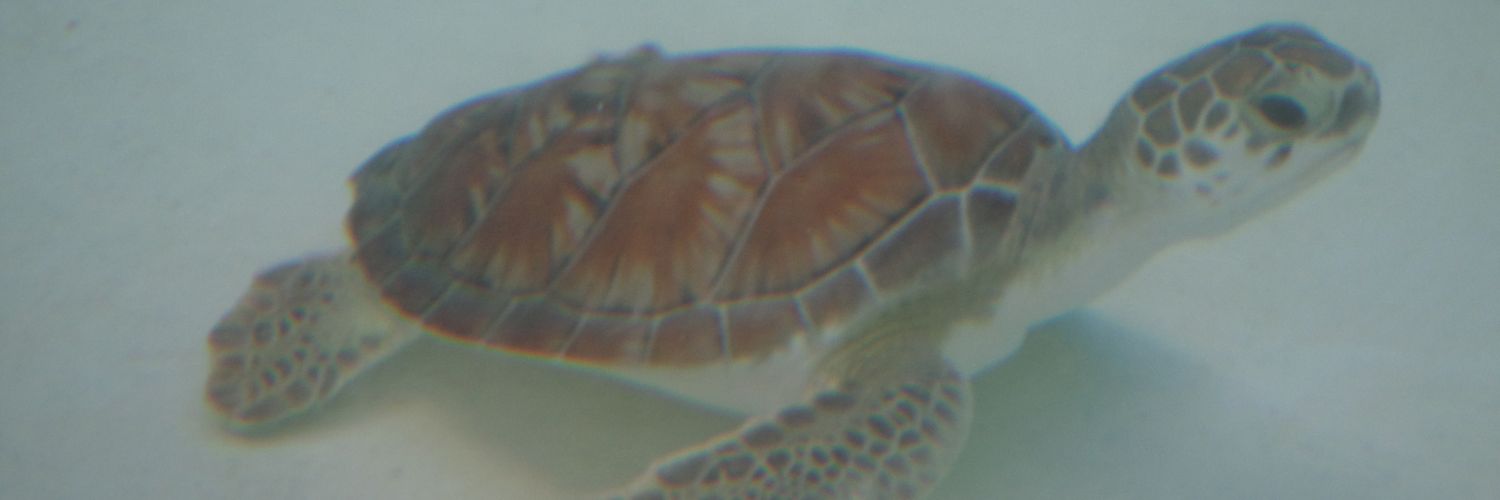 DGuhaz's profile banner image