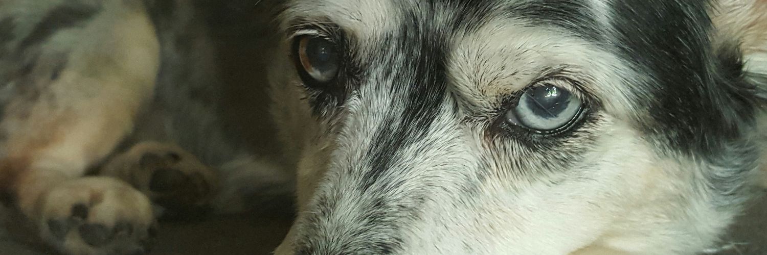 speckiemom's profile banner image