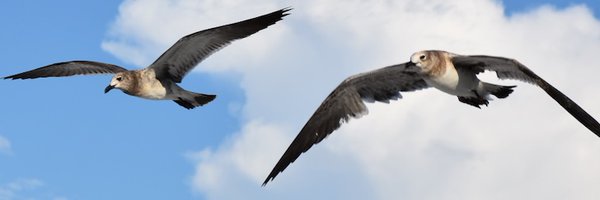 cesarusa5 Profile Banner