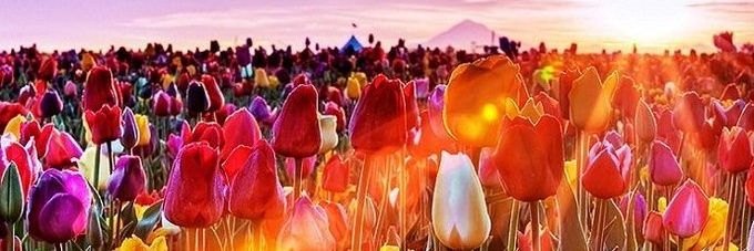 د/هياء رمزي🅷🅰🆈🅰 banner