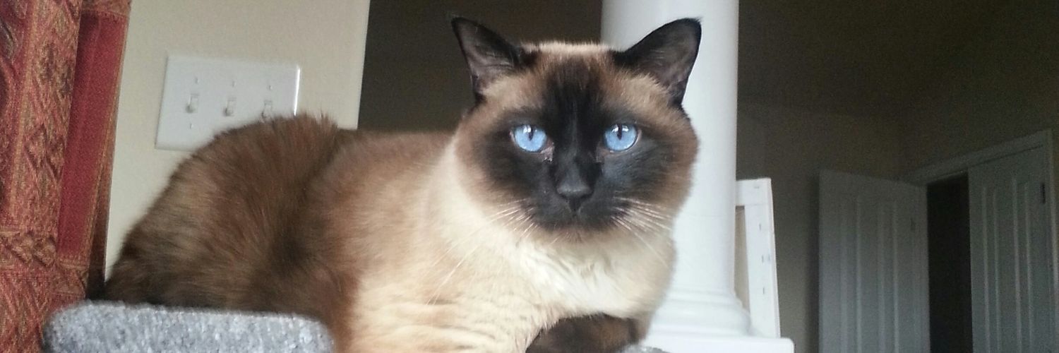 acatnamedchase's profile banner image