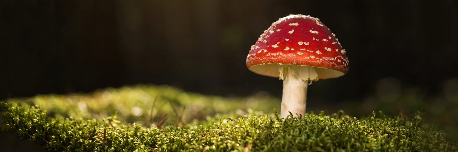 jeffangell's profile banner image