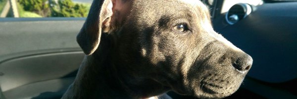 LeoscouriersLeo Profile Banner