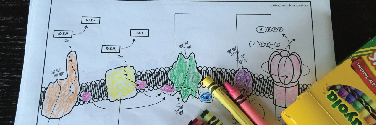 ScienceMrsLau's profile banner image