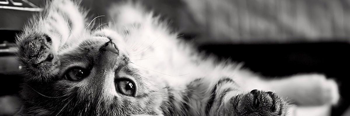Кудрявцева Натуля banner