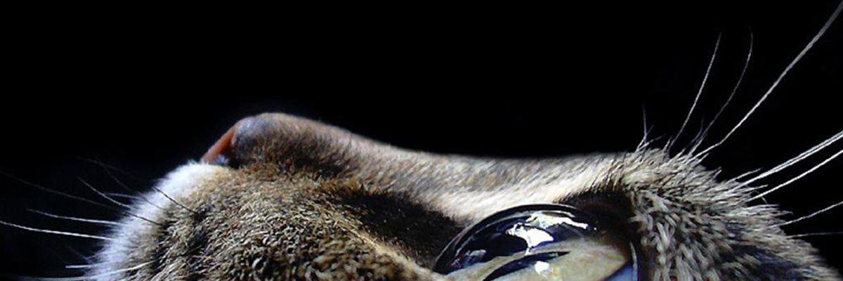 Кочеткова Лариса banner