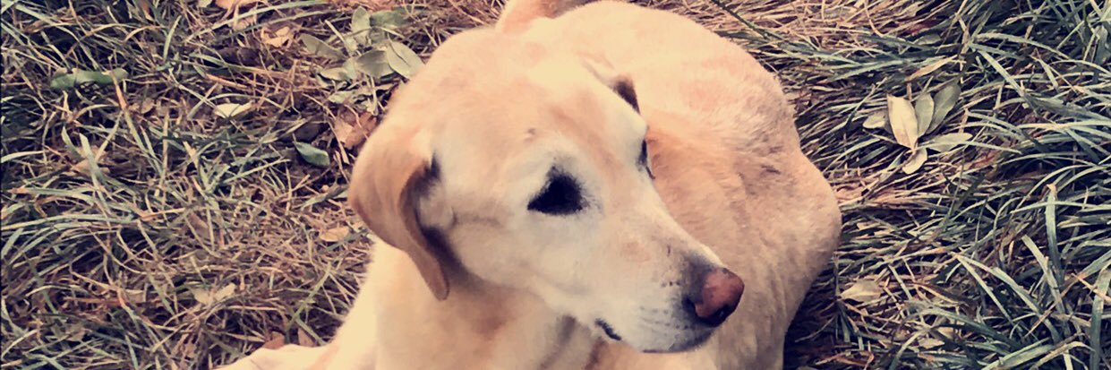 urnutsed's profile banner image