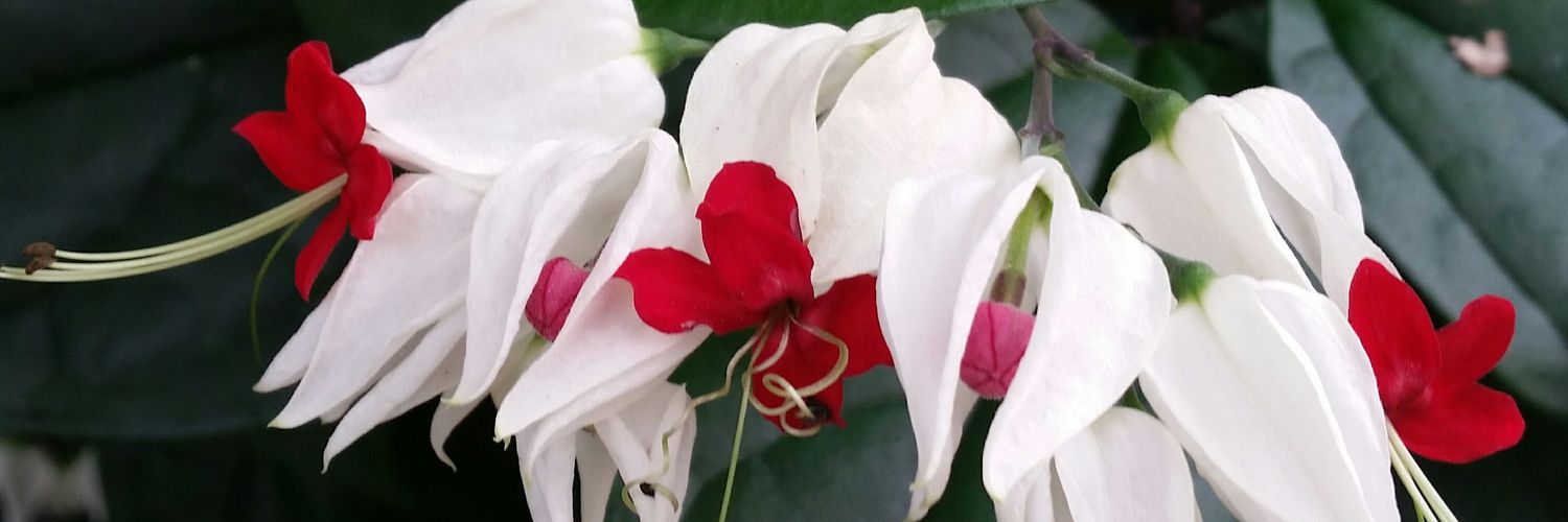 jackired's profile banner image
