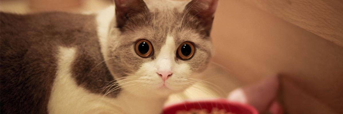 Аминева Инга banner