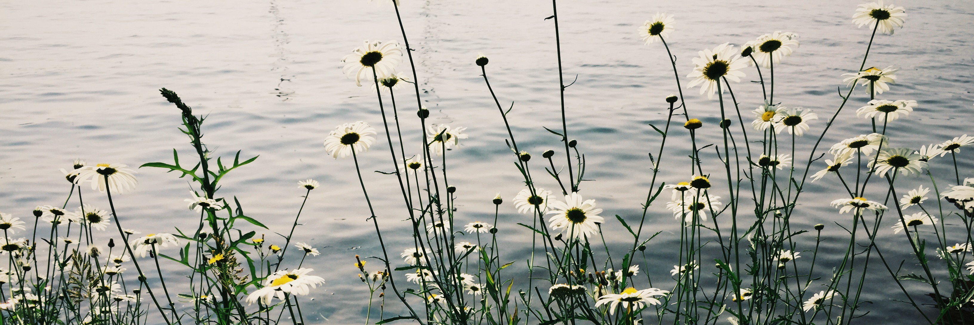 lucyjacko's profile banner image