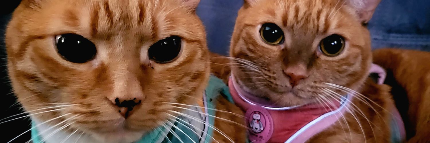 susan p. 🌊 banner