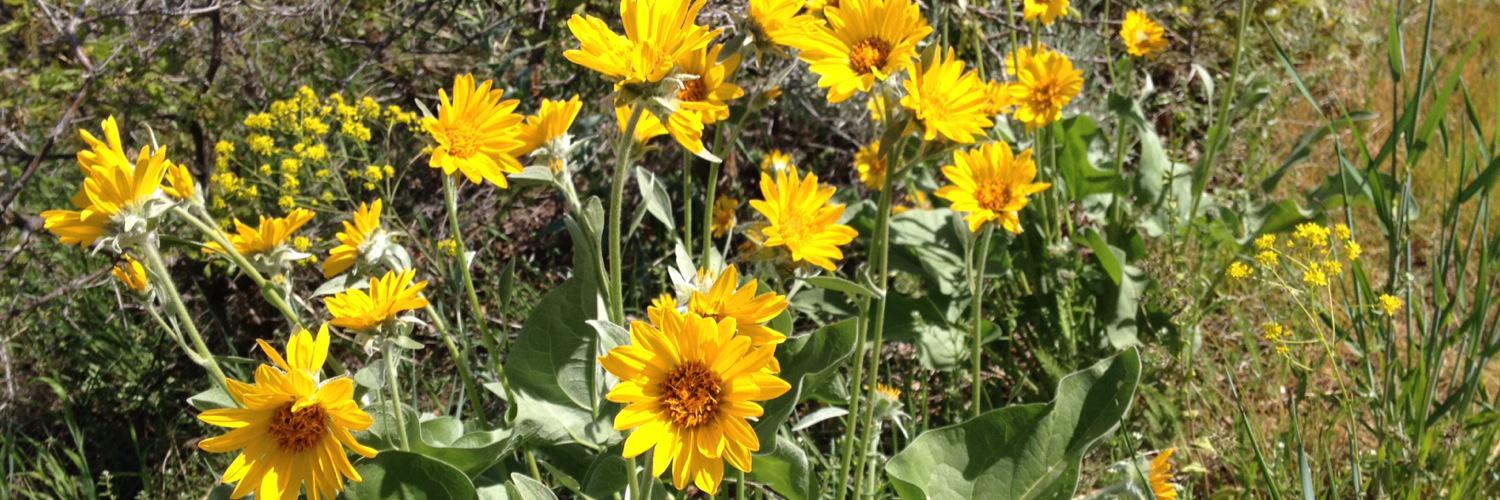 HikeThatUtah's profile banner image