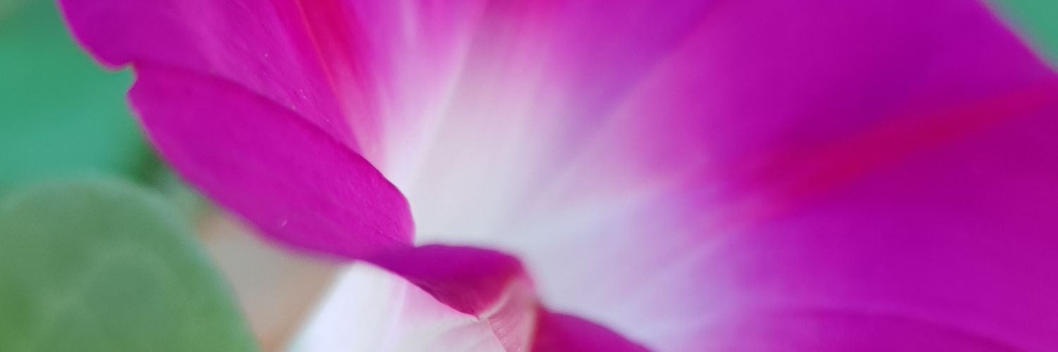 semugomanp's profile banner image