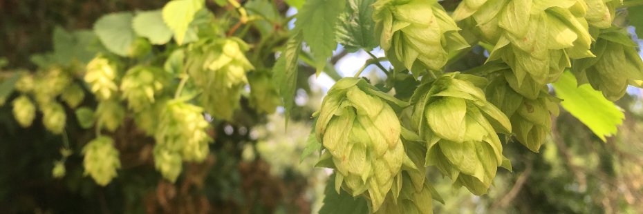 27A Brewing Company banner