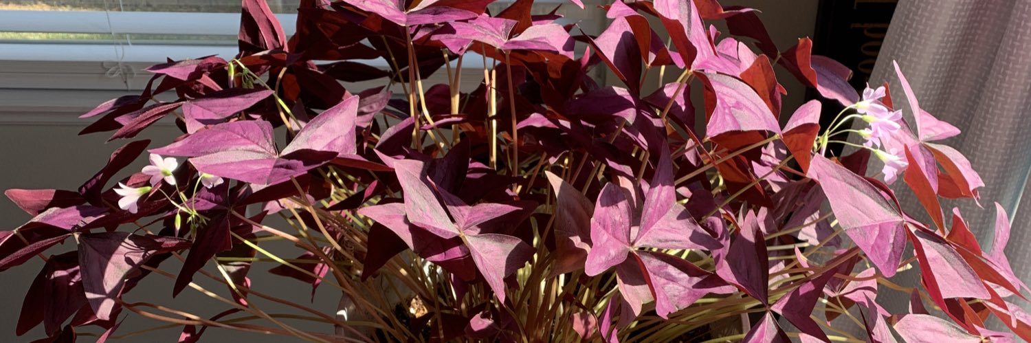 TweeterGreeters's profile banner image