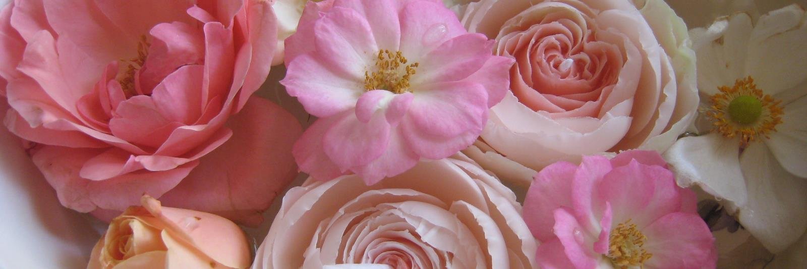 永久薔薇園🌹 banner