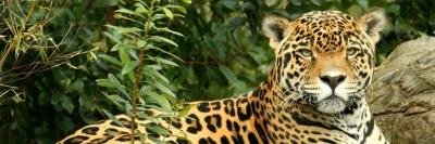 MAy Gus🇵🇾🐯🌿 banner