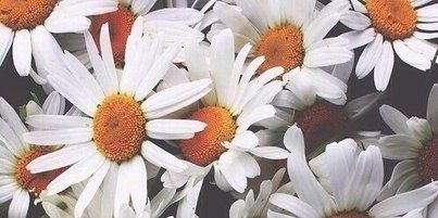 limon4ik_0's profile banner image