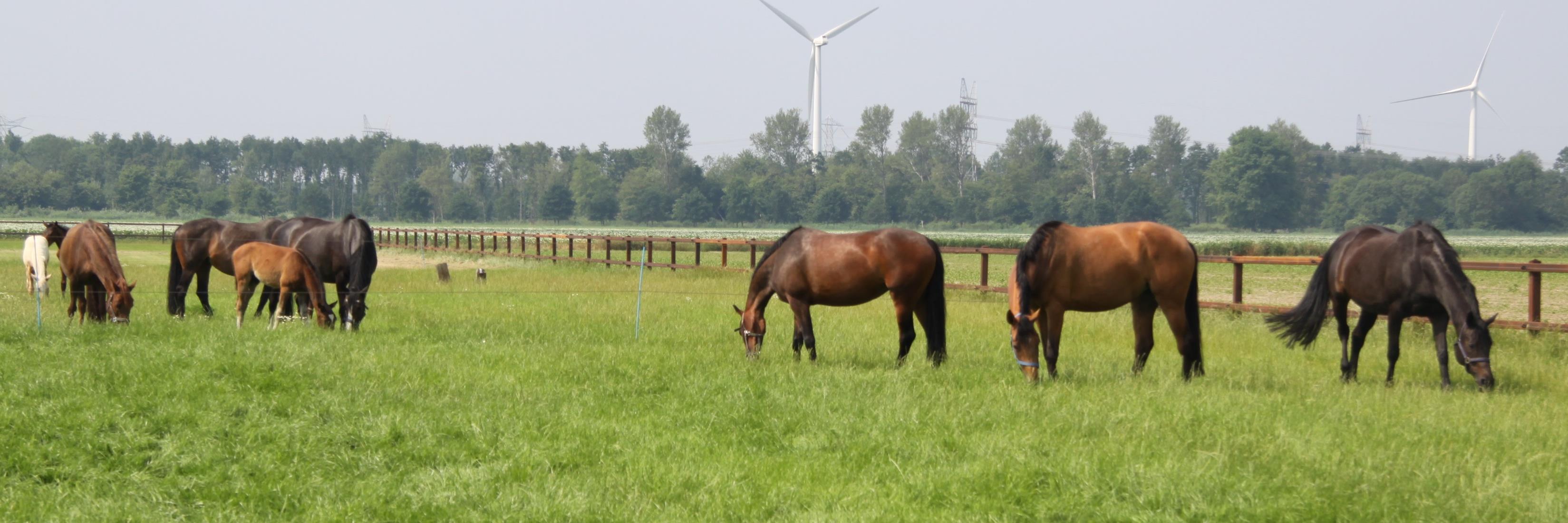 MaverickStables's profile banner image