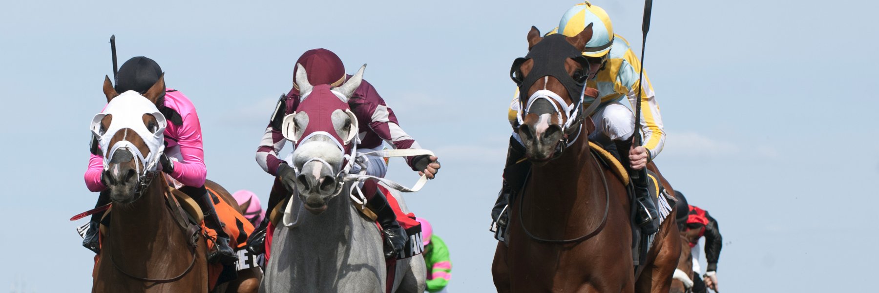 Talkin_Horses's profile banner image